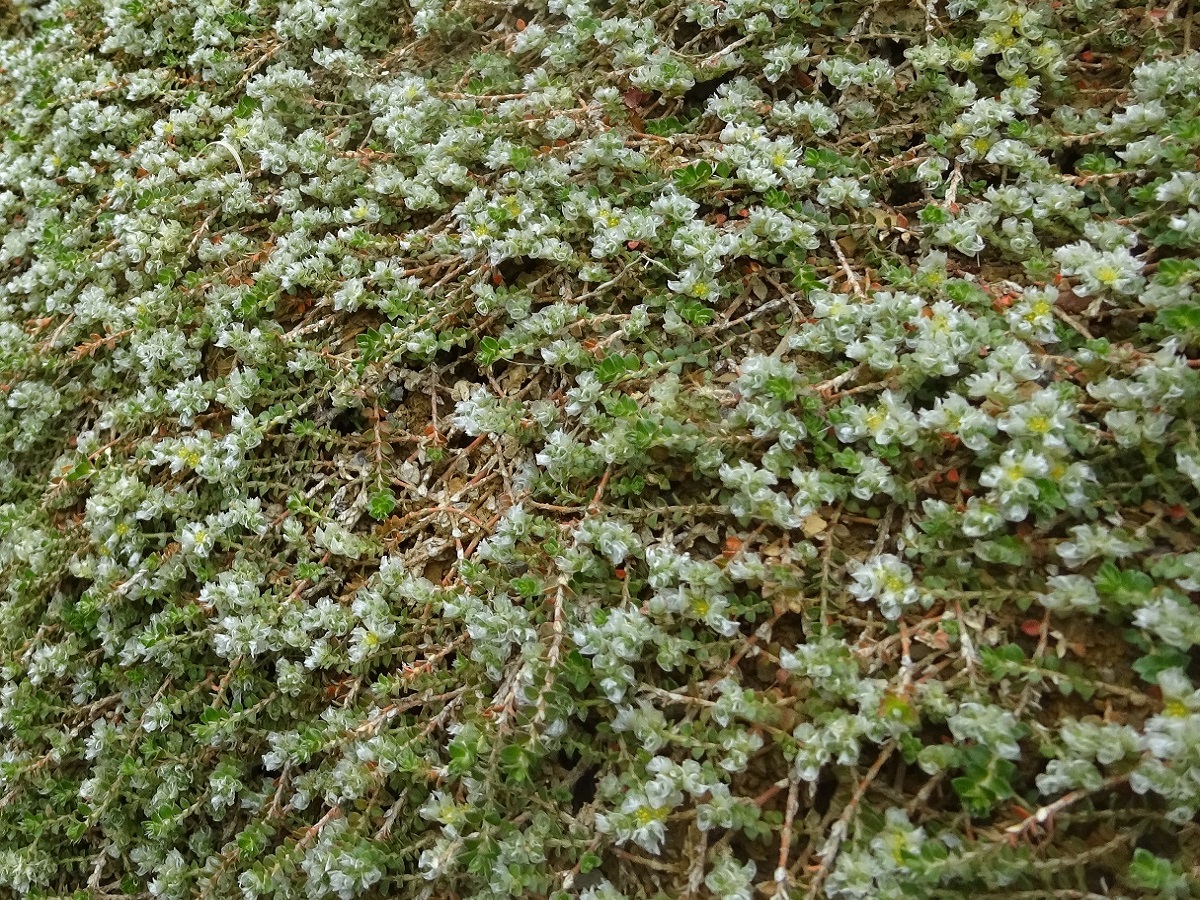 Paronychia polygonifolia (Caryophyllaceae)